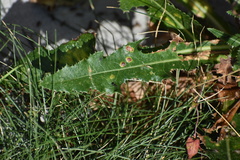 Formicinae