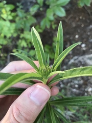 Helianthus maximiliani