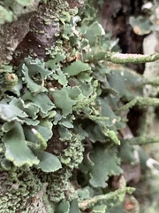 Cladonia ochrochlora