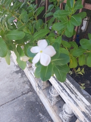 Catharanthus roseus