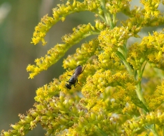 Astata