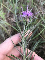 Liatris hirsuta