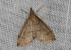 Metasia dicealis