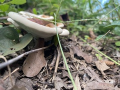 Ganoderma