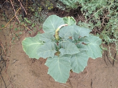 Datura discolor