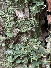 Cladonia ochrochlora