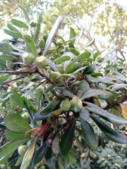 Pittosporum crassifolium