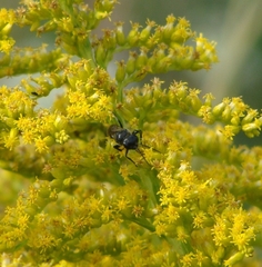 Astata