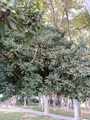 Pittosporum crassifolium