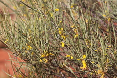 Acacia macdonnellensis macdonnellensis
