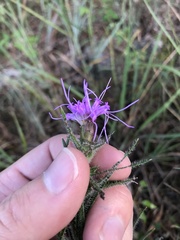 Liatris hirsuta