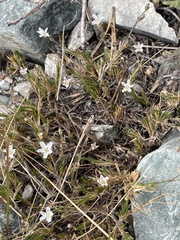 Sabulina nuttallii