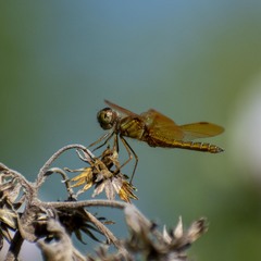 Perithemis