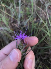 Liatris hirsuta