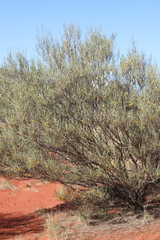 Acacia macdonnellensis macdonnellensis