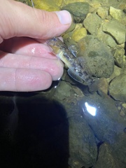 Neogobius melanostomus