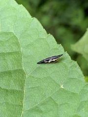 Polyglypta costata