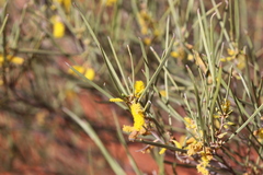 Acacia macdonnellensis macdonnellensis