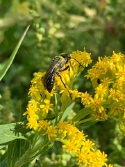 Astata