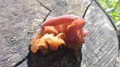 Auricularia fuscosuccinea