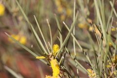 Acacia macdonnellensis macdonnellensis