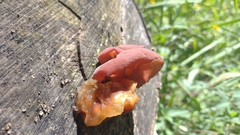 Auricularia fuscosuccinea