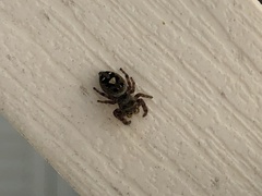 Phidippus audax