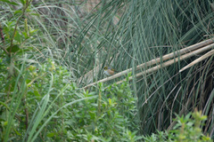 Zosterops lateralis lateralis