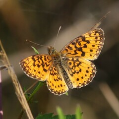 Boloria selene