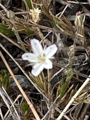 Sabulina nuttallii