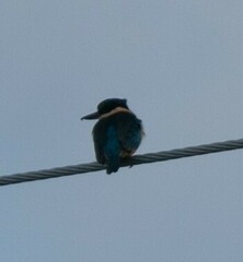 Todiramphus sanctus vagans