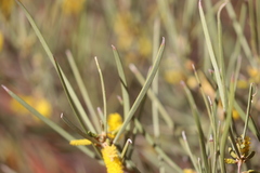 Acacia macdonnellensis macdonnellensis