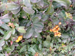 Pyracantha angustifolia