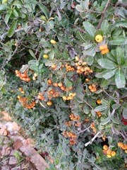 Pyracantha angustifolia
