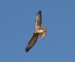Geranoaetus polyosoma