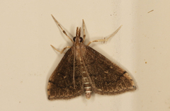 Metasia dicealis