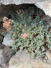 Sedum obtusatum
