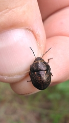 Orsilochides guttata