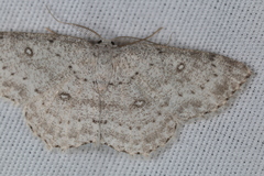 Cyclophora pendulinaria
