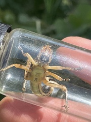 Melanoplini