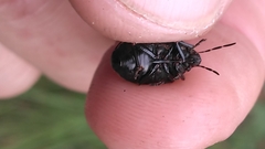 Orsilochides guttata