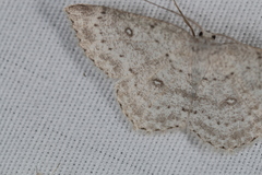 Cyclophora pendulinaria