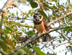 Pulsatrix perspicillata