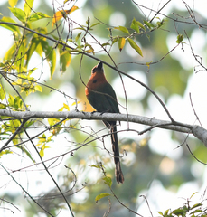 Electron platyrhynchum