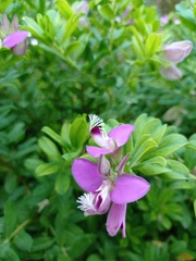 Polygala myrtifolia