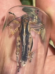 Melanoplini