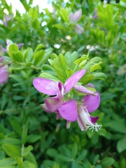 Polygala myrtifolia