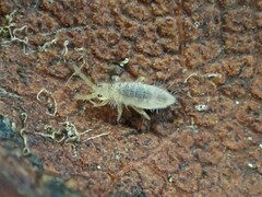 Entomobryidae