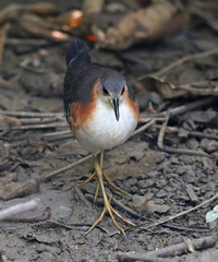 Laterallus melanophaius