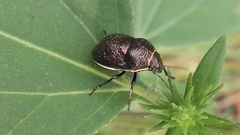 Orsilochides guttata